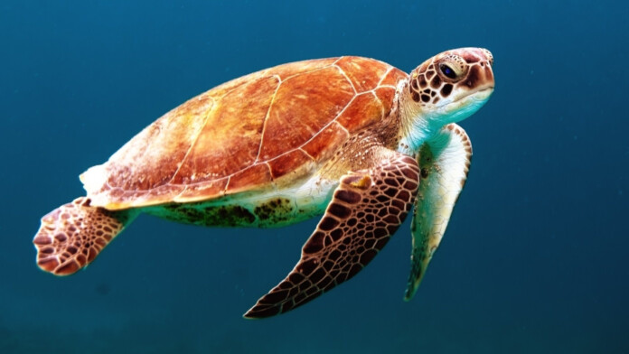 DNS_Sea_Turtle DNS_Sea_Turtle
