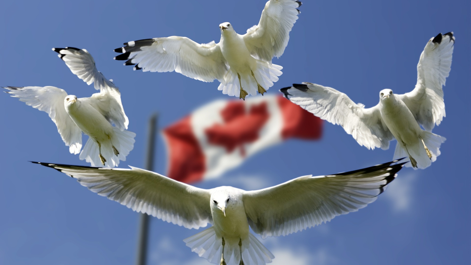 canada gulls