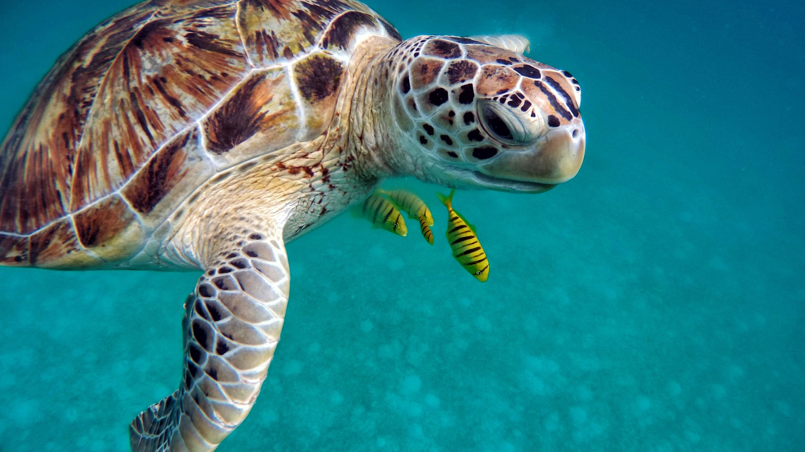 sea turtle