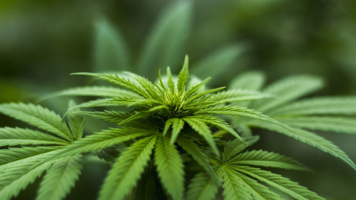 cannabis leafy cannabis leafy