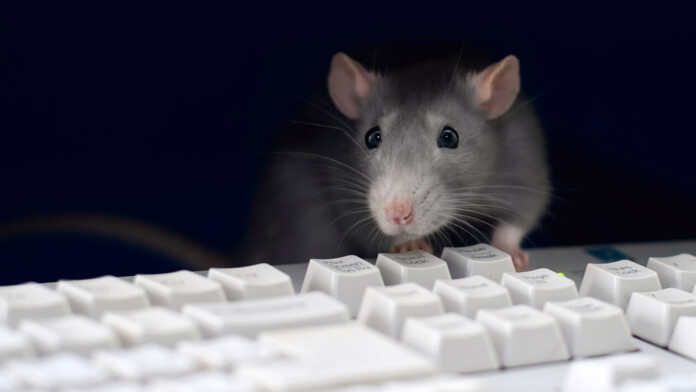 rat rat