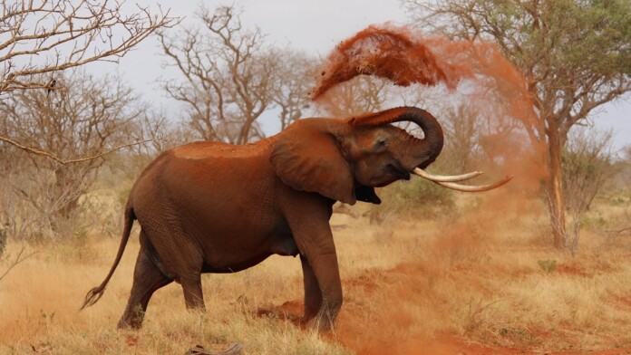 Animal Elephant Wildlife Photography
