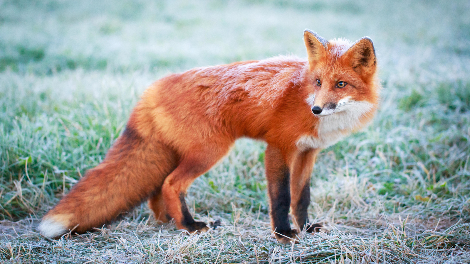 Fox kitten