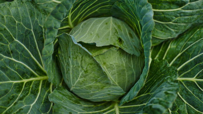 kapusta cabbage