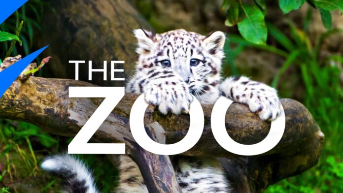 The Zoo The Zoo