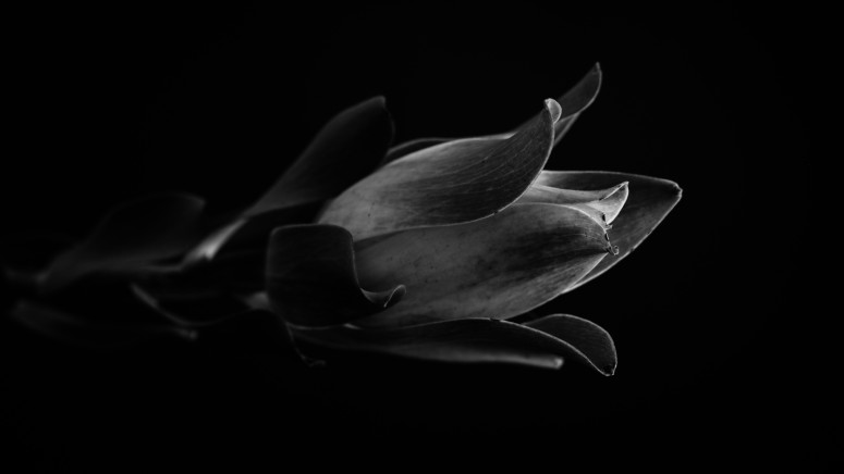 black rose lucy
