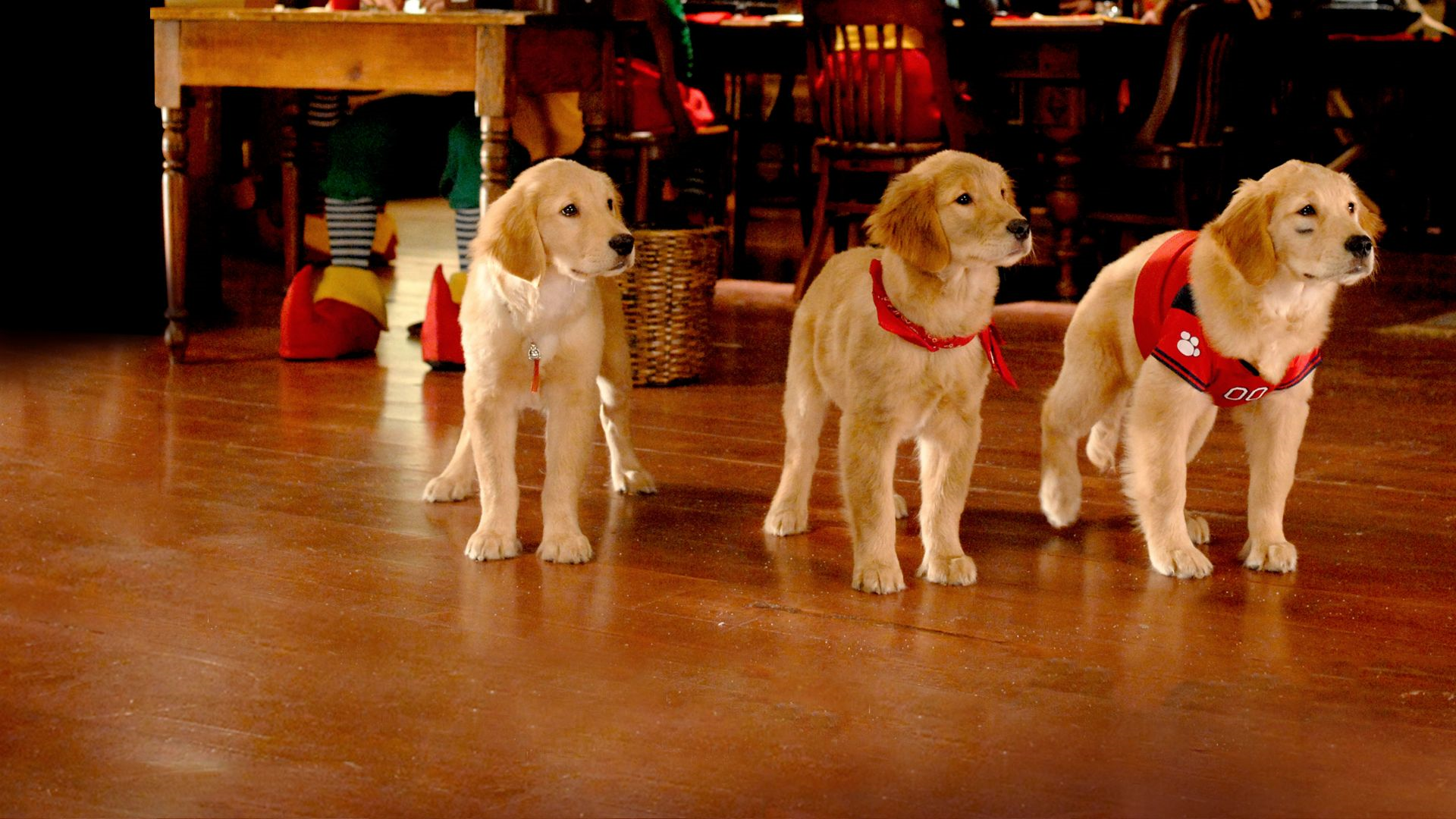 19 Best Dog Movies on Disney Plus for Animal Lovers to Binge Watch -  TechNadu