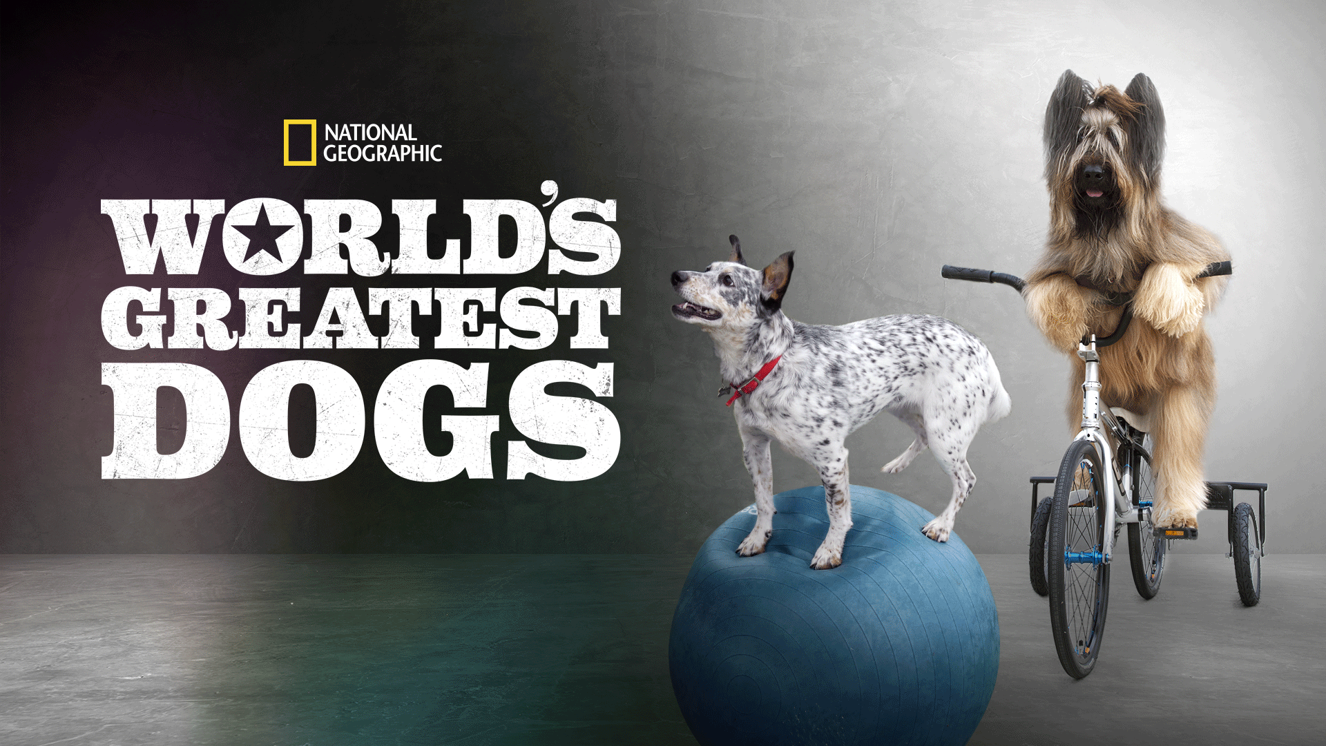 19 Best Dog Movies on Disney Plus for Animal Lovers to Binge Watch -  TechNadu