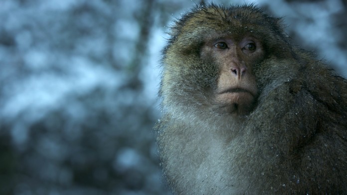 Macaque: Monkeys in the Mountains