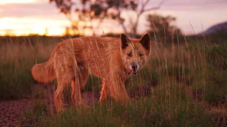 Australia's Wild Odyssey