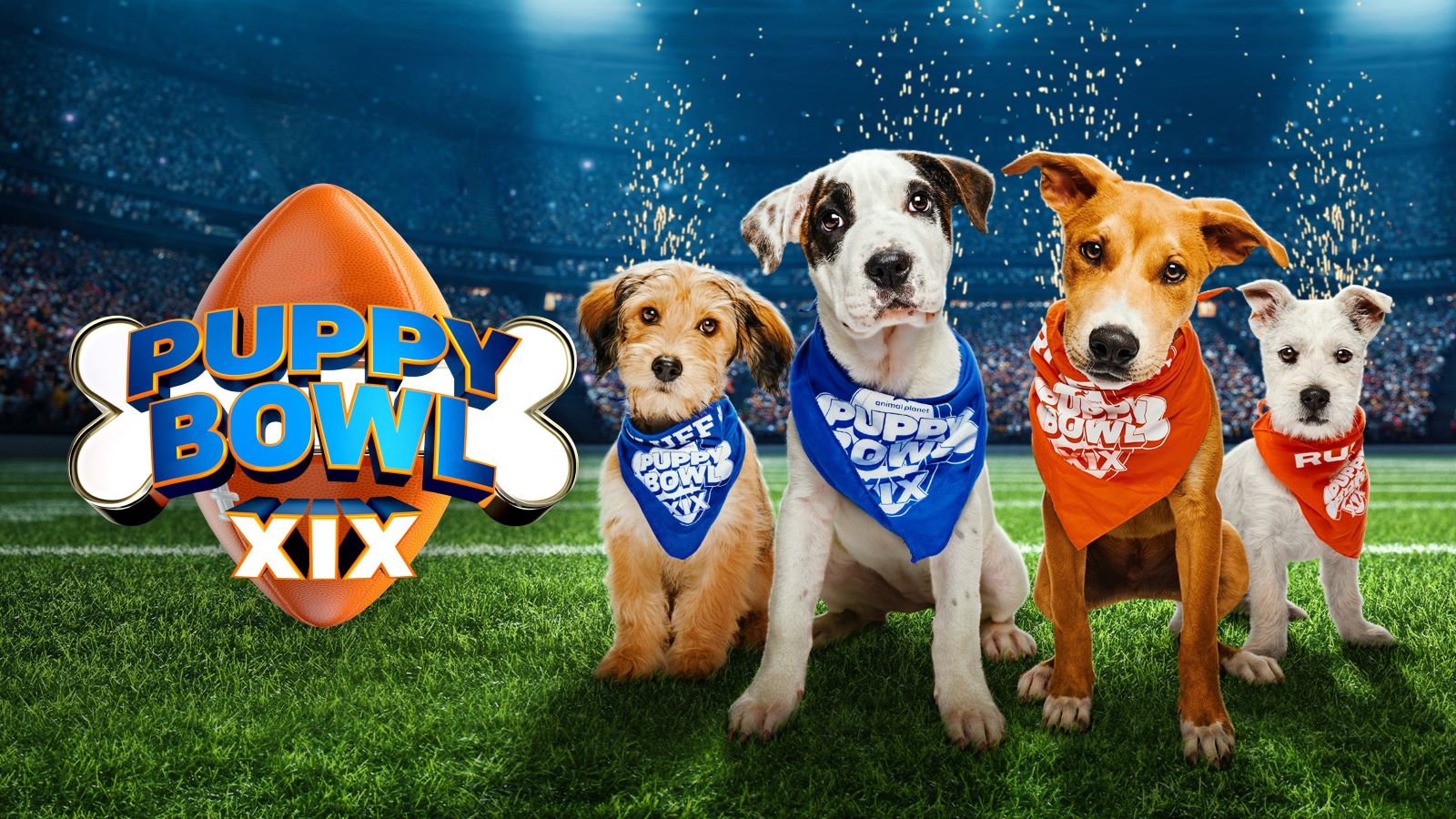 How to Watch Puppy Bowl 2023 Online from Anywhere TechNadu