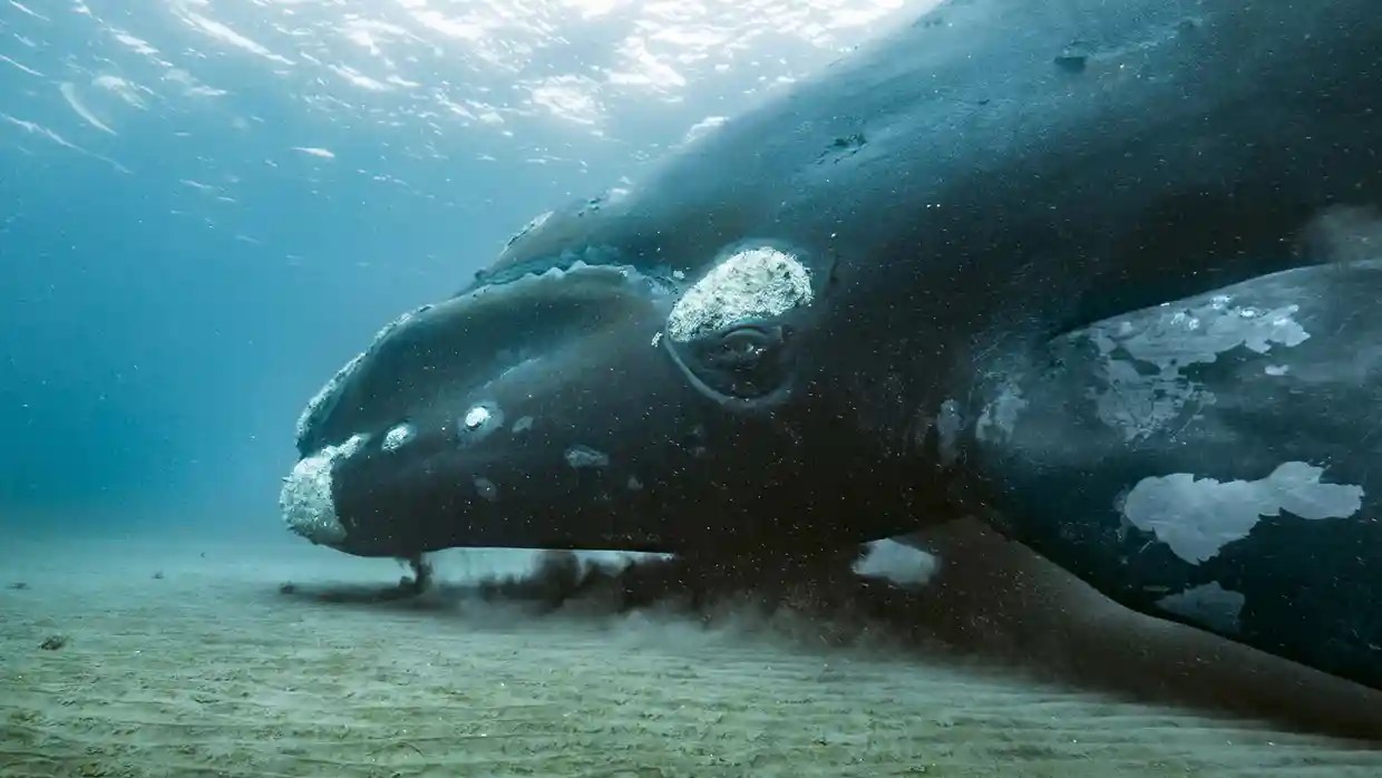 Planet Earth III