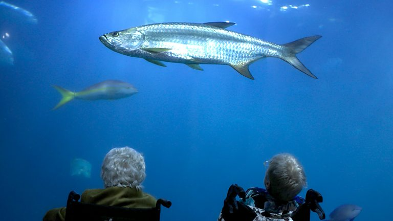 Secrets of the Aquarium