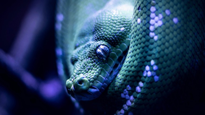 Green and Blue Viper