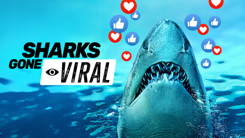 Sharks Gone Viral