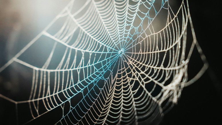 Spider Web