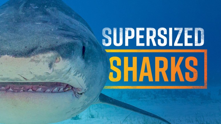 Supersized Sharks