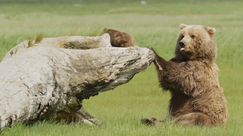 The Hungry Games Alaska’s Big Bear Challenge